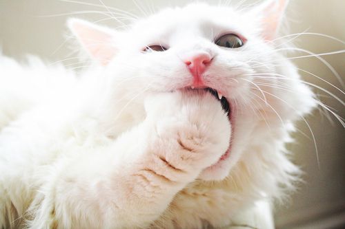 Pussy fisting
