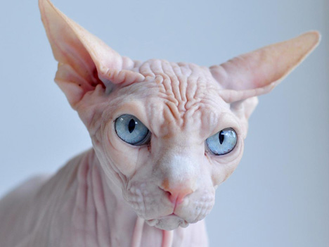 Shaved pussy